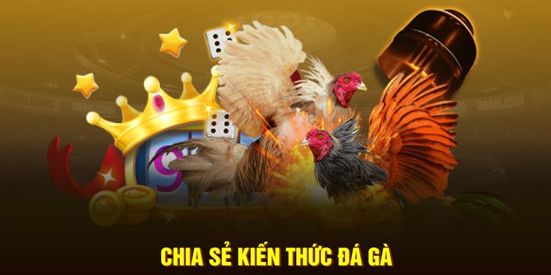 Chia sẻ kiến thức đá gà