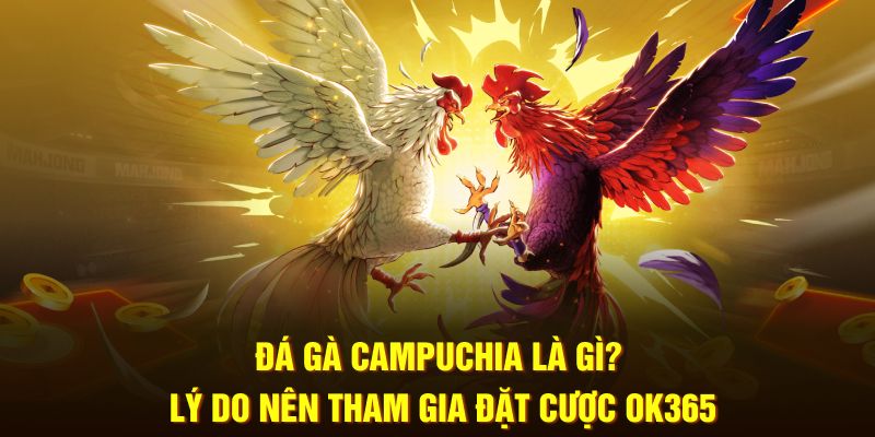 Đá Gà Campuchia Là Gì? Lý Do Nên Tham Gia Đặt Cược OK365