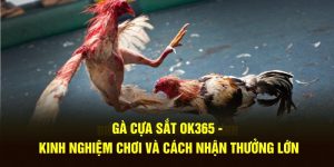 Gà Cựa Sắt OK365 - Kinh Nghiệm Chơi Và Cách Nhận Thưởng Lớn