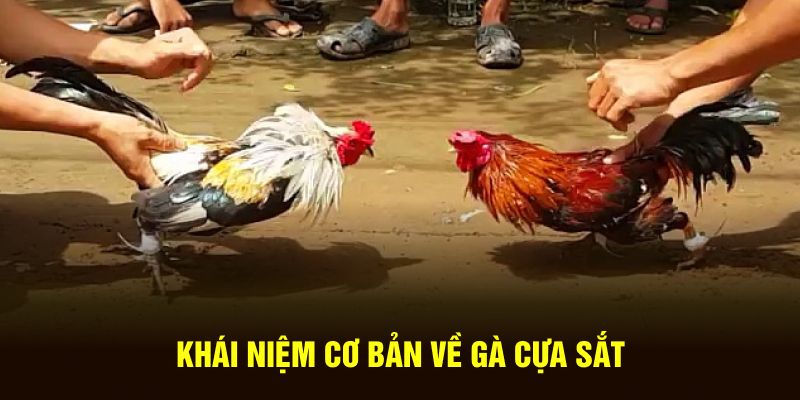 Khái niệm cơ bản về gà cựa sắt