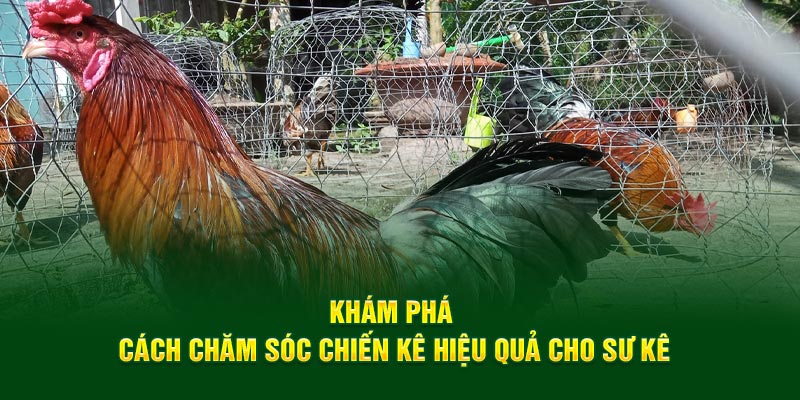 Khám phá cách chăm sóc chiến kê hiệu quả cho sư kê