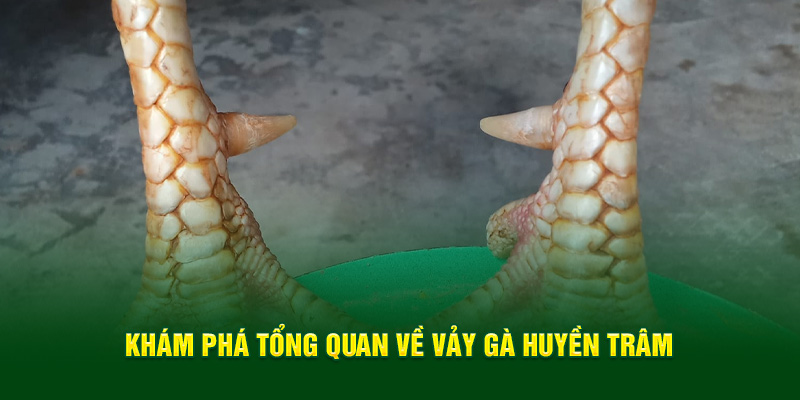 Khám phá tổng quan về vảy gà huyền trâm