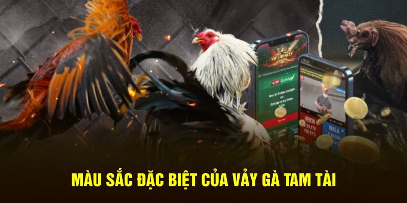 Màu sắc đặc biệt của vảy gà tam tài