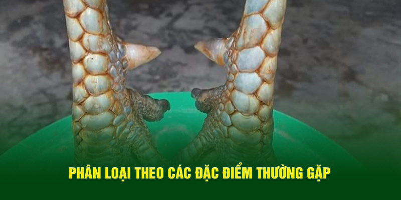 Phân loại theo các đặc điểm thường gặp