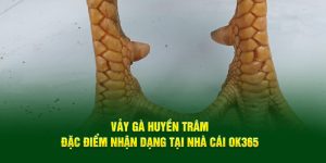 Vảy Gà Huyền Trâm - Đặc Điểm Nhận Dạng Tại Nhà Cái Ok365